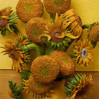 RP「アマゾン」